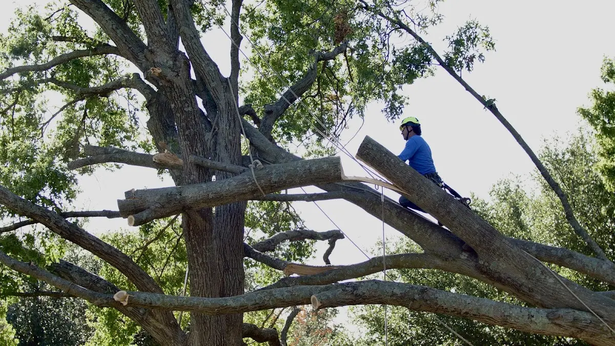 Professional Crown Thinning performed by certified arborists in Haskins